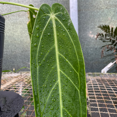 Anthurium warocqueanum