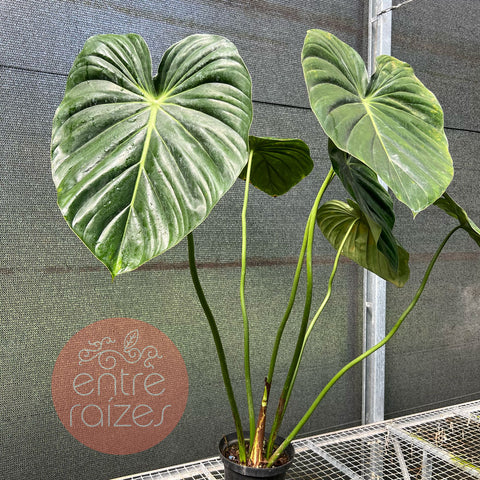 Philodendron Mcdowell