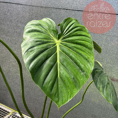 Philodendron Mcdowell - Gigante