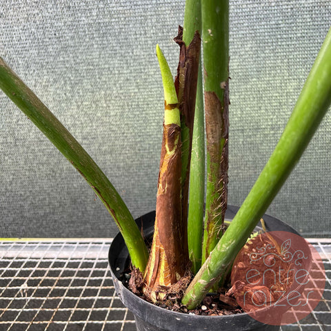Philodendron Mcdowell - Gigante