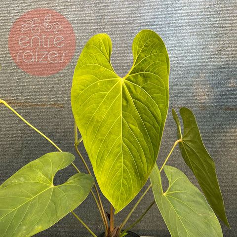 Anthurium sanguineum