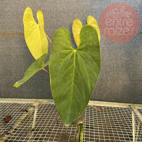 Anthurium sanguineum - Gigante