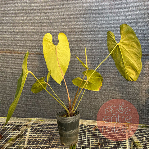Anthurium sanguineum - Gigante