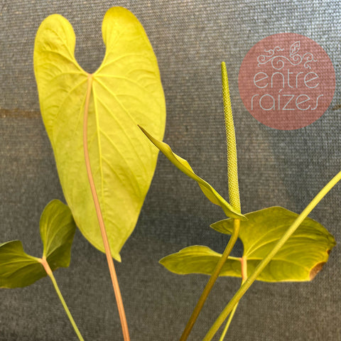 Anthurium sanguineum - Gigante