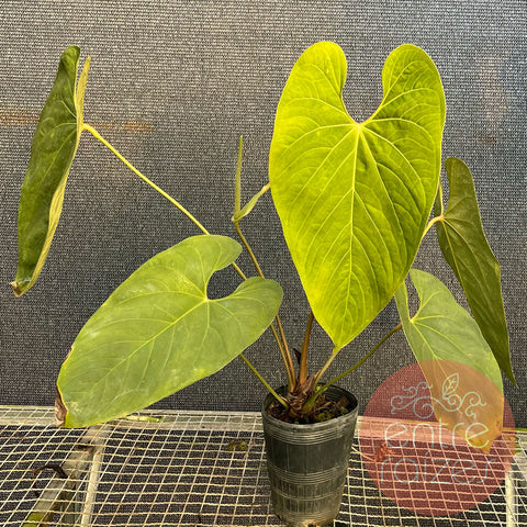 Anthurium sanguineum - Gigante