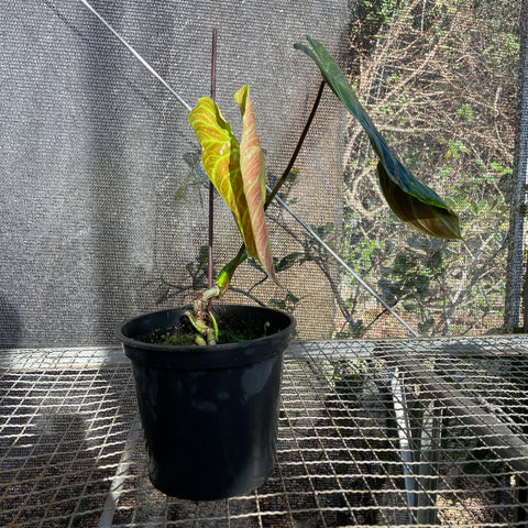 Philodedron 'splendid'