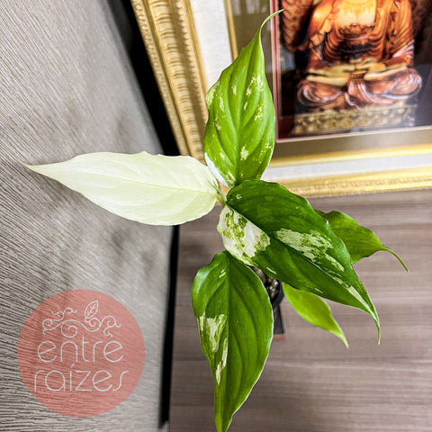 Aglaonema modestum 'Variegata'