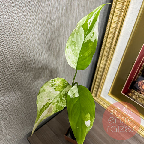 Aglaonema modestum 'Variegata'