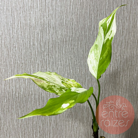 Aglaonema modestum 'Variegata'