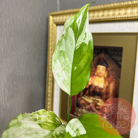 Aglaonema modestum 'Variegata'