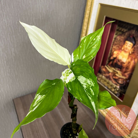 Aglaonema modestum 'Variegata'