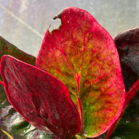 Cróton 'red apple'