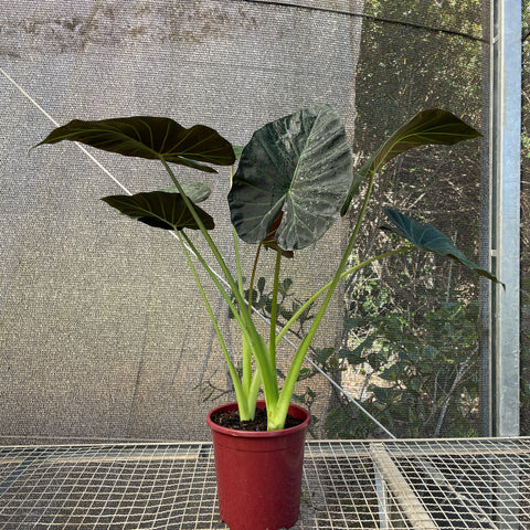 Alocasia 'Regal Shield' G