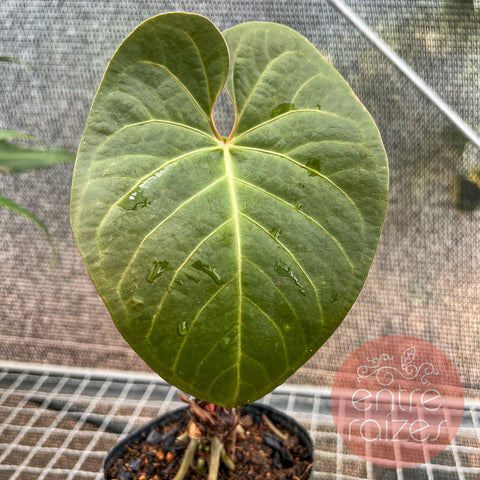 Anthurium pulcachense
