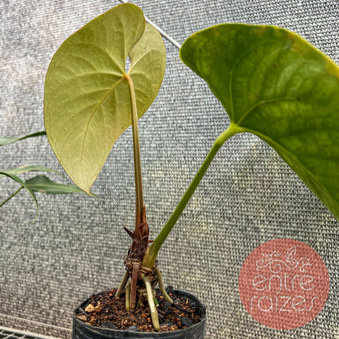 Anthurium pulcachense
