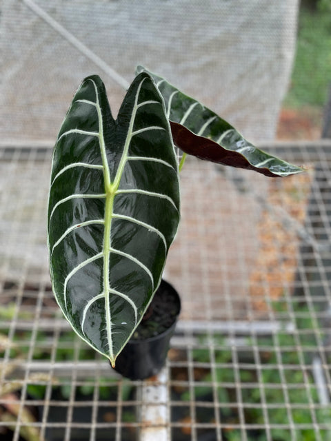 Alocasia longiloba 'Grandis'
