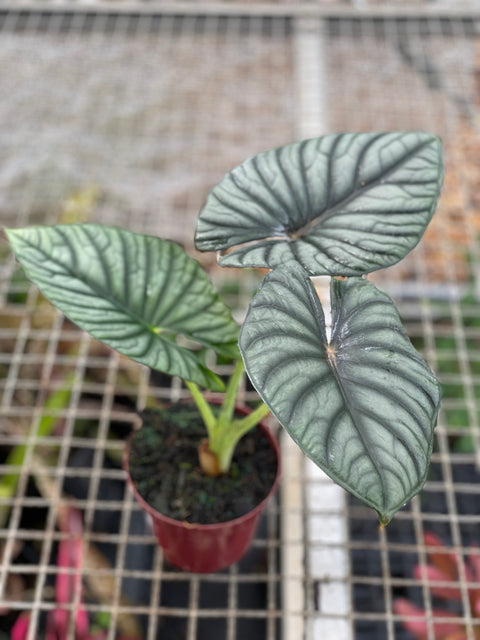 Alocasia nebula 'Imperialis'