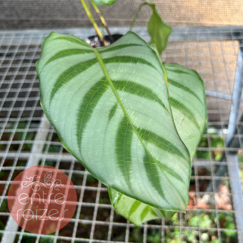Calathea bella kenjeliana