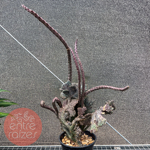 Cacto 'Rabo de Sereia' (Cleistocactus cristata)