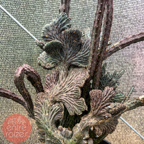 Cacto 'Rabo de Sereia' (Cleistocactus cristata)