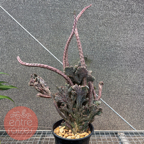 Cacto 'Rabo de Sereia' (Cleistocactus cristata)
