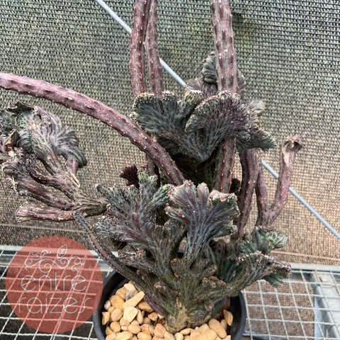 Cacto 'Rabo de Sereia' (Cleistocactus cristata)