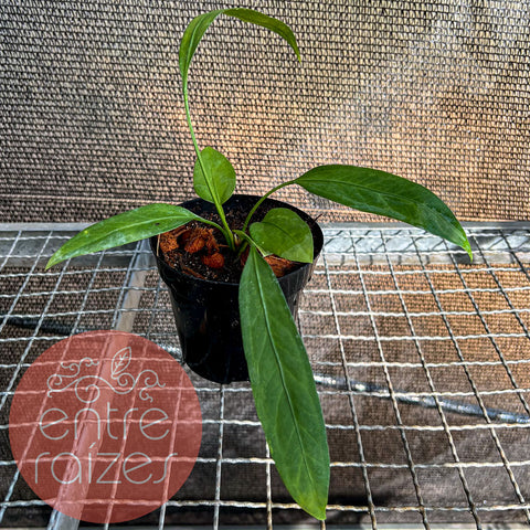 Anthurium vittarifolium - P