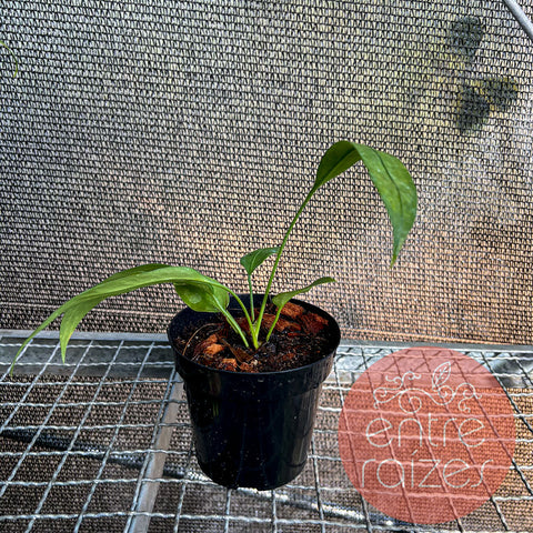 Anthurium vittarifolium - P
