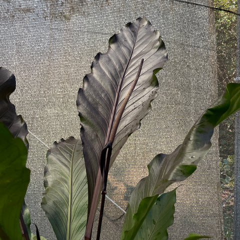 Anthurium aff. 'Hookeri black' gigante
