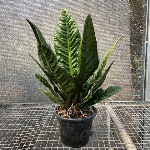 Anthurium Superbum