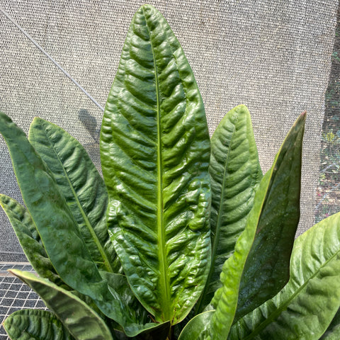 Anthurium Superbum