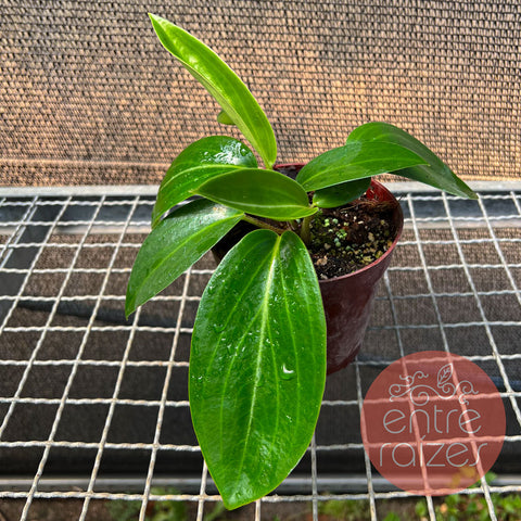Peperômia Elongata