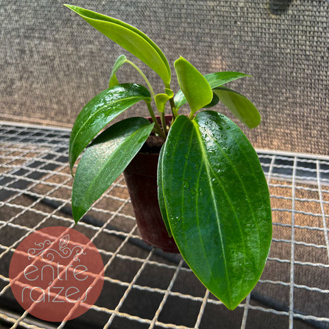 Peperômia Elongata