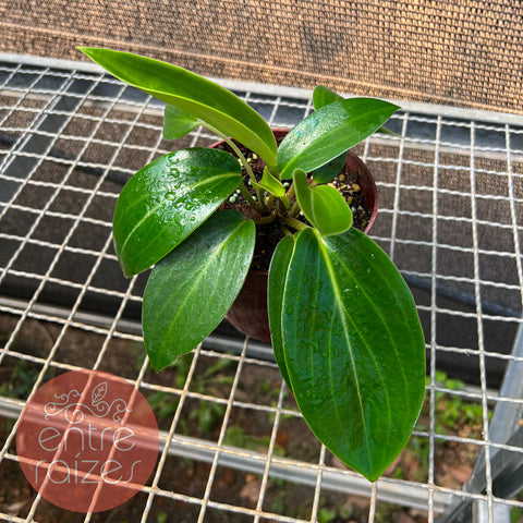 Peperômia Elongata