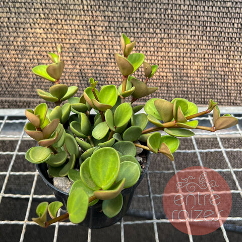 Peperomia 'Hope' (Peperomia tetraphylla)