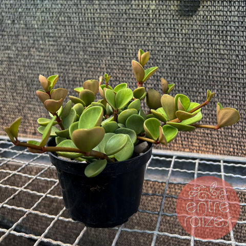 Peperomia 'Hope' (Peperomia tetraphylla)