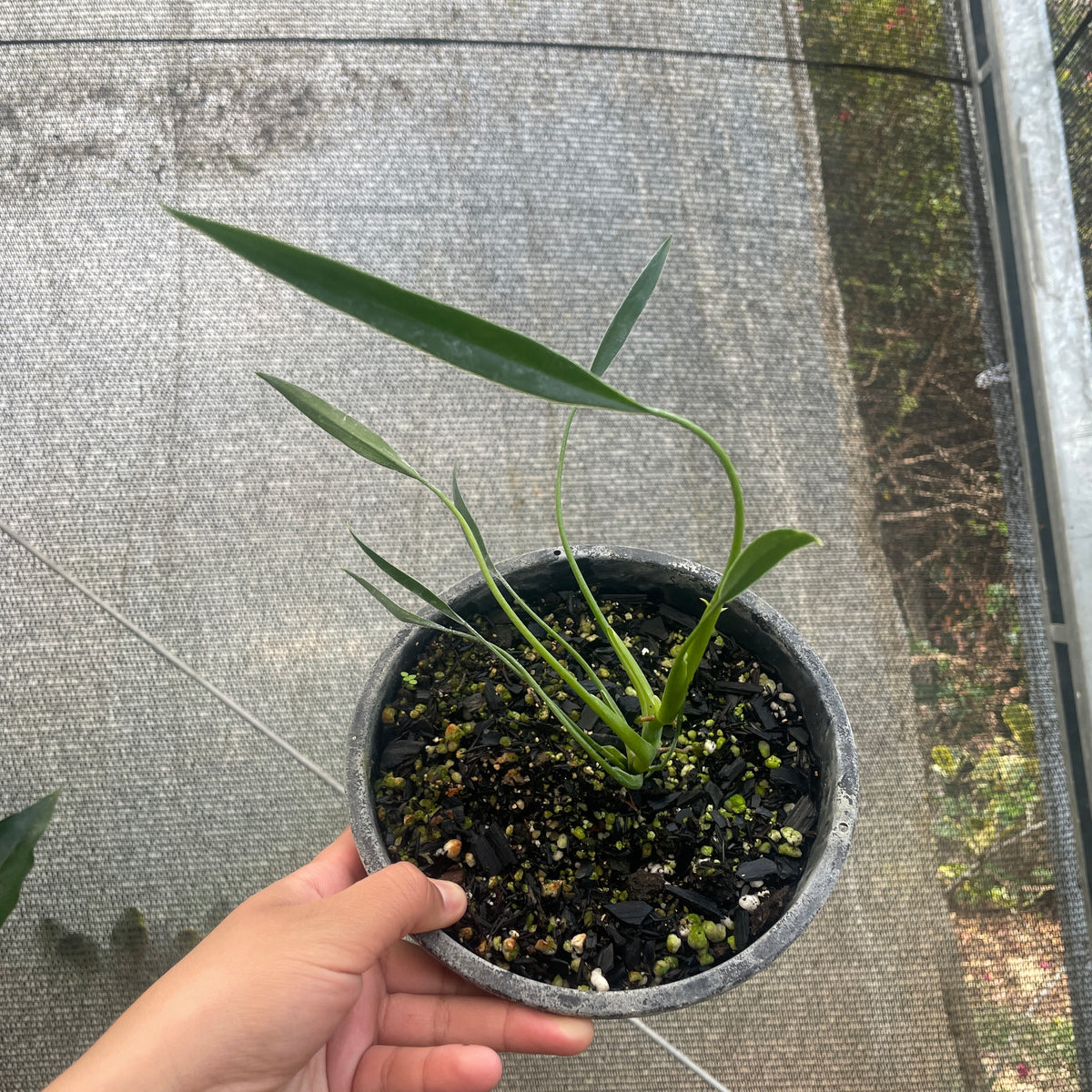 philodendron sucre slim Philodendron Sucre's Slim – Entre Raízes Botânica