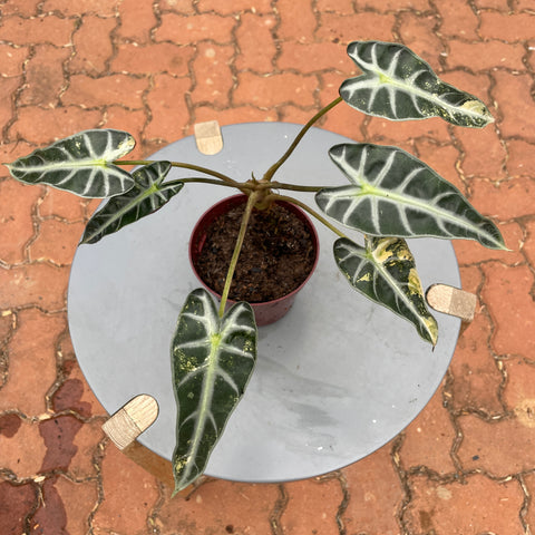 Alocasia Polly variegata #1