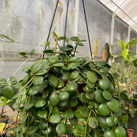 Peperomia 'Hope' (Peperomia tetraphylla)
