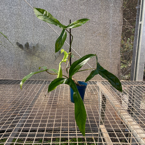 Philodendron sp. '69686'