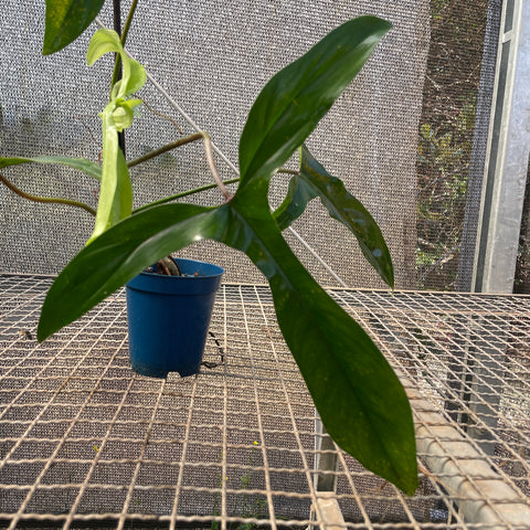 Philodendron sp. '69686'