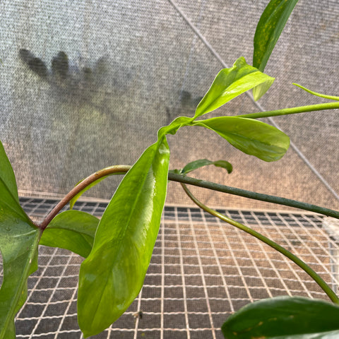Philodendron sp. '69686'