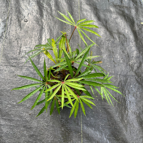 Anthurium polyschistum