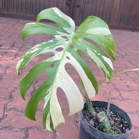 Monstera deliciosa 'Mint Variegata'