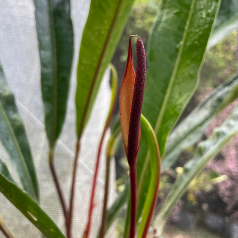 Anthurium Jilekii