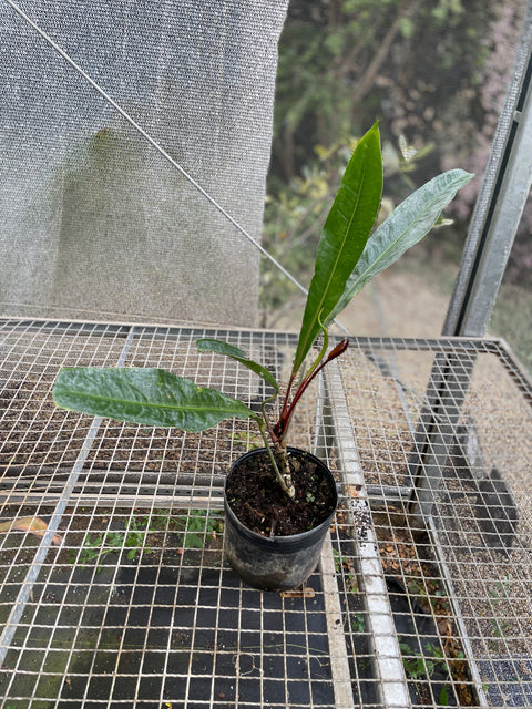 Anthurium Jilekii