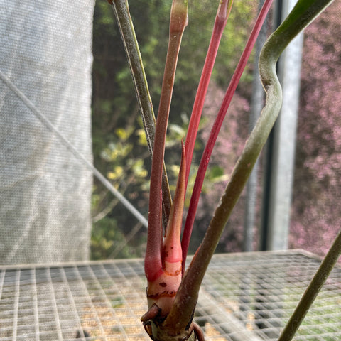 Anthurium Jilekii