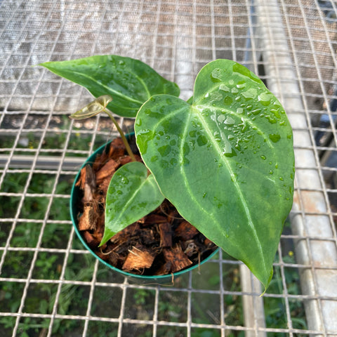 Anthurium magnificum 'norte'