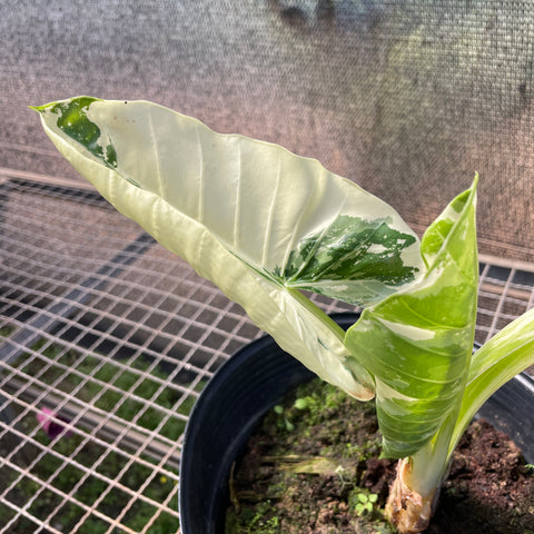 Alocasia macrorrhizos variegata