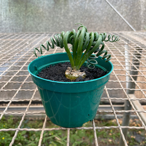 Albuca Spiralis